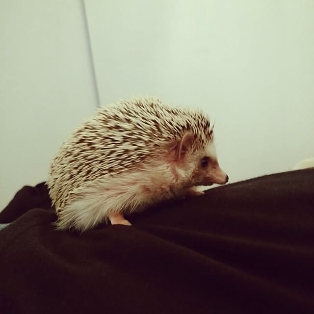 kuruさんの実例写真