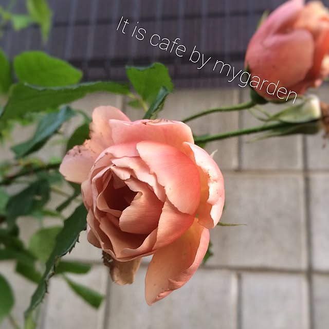 misaさんの実例写真