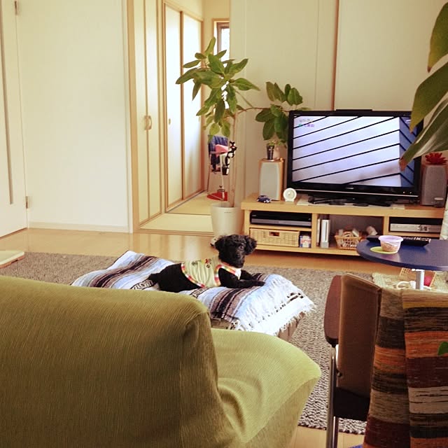 dicekbeetleさんの実例写真