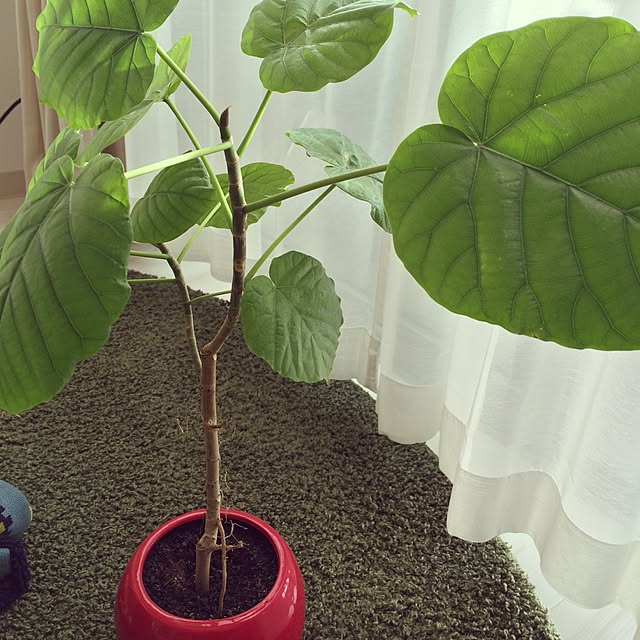 daisyさんの実例写真