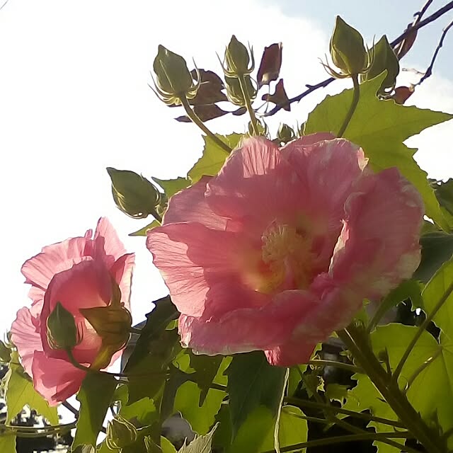 mariagardenさんの実例写真