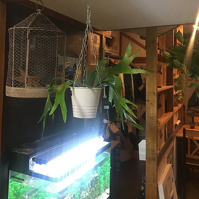 ikumariさんの実例写真