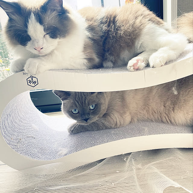 gingerwynksさんの実例写真