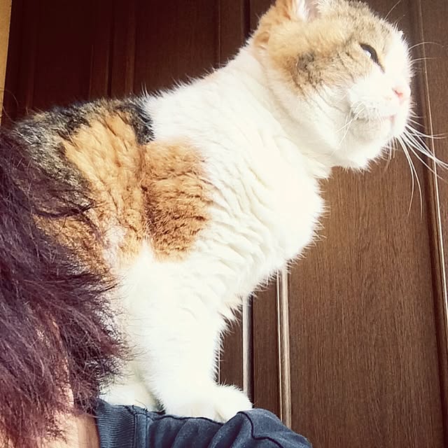 Changanさんの実例写真
