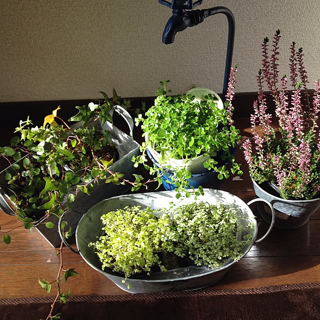 棚/観葉植物/日光浴のインテリア実例 - 2015-02-19 17:02:43