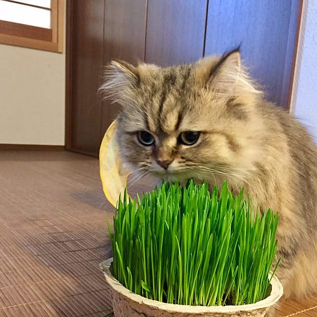 butachanさんの実例写真