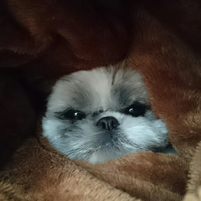 osumiさんの実例写真
