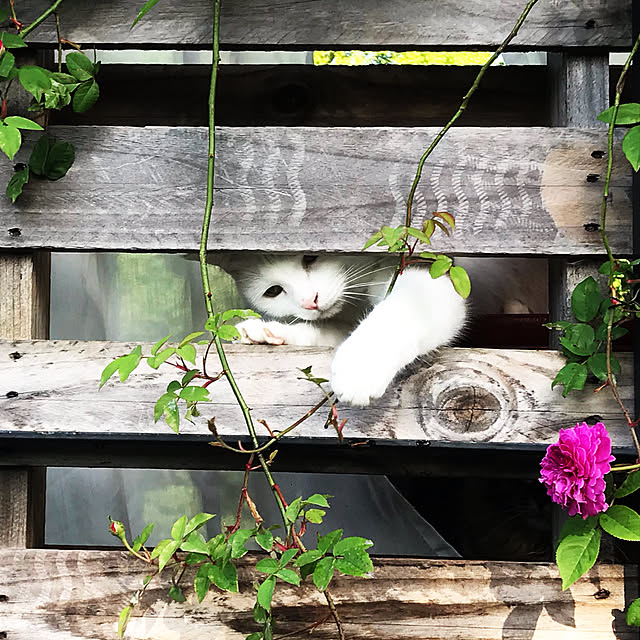 sakurasakuさんの実例写真