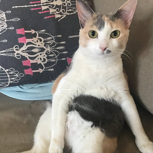 実例写真