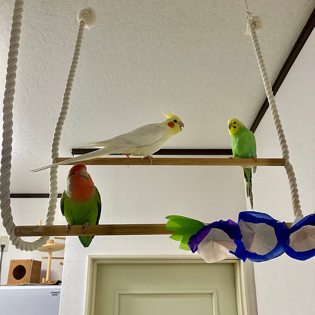 toratanさんの実例写真