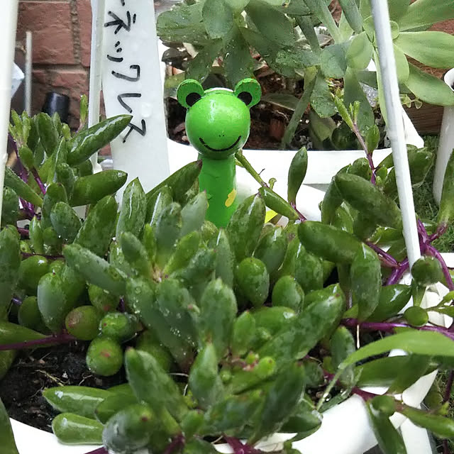 Tirorinさんの実例写真