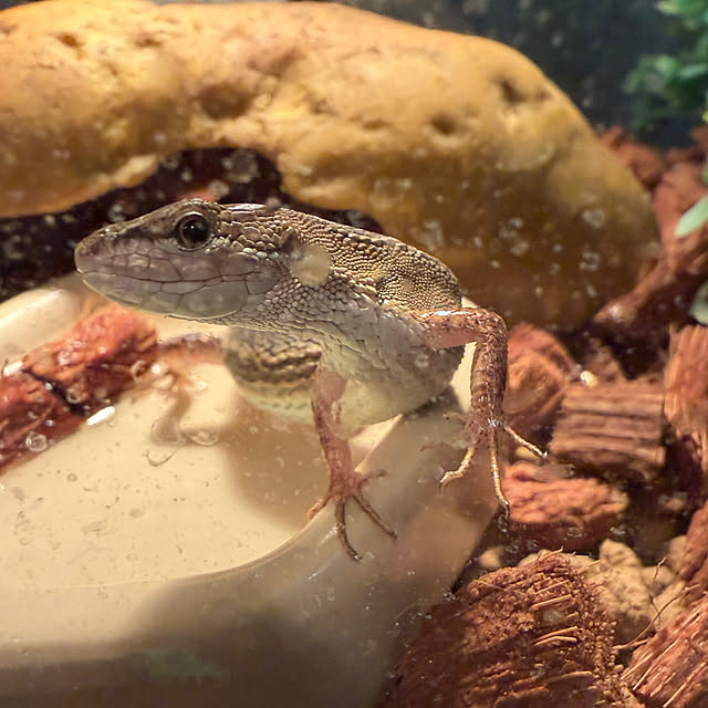 komaさんの実例写真