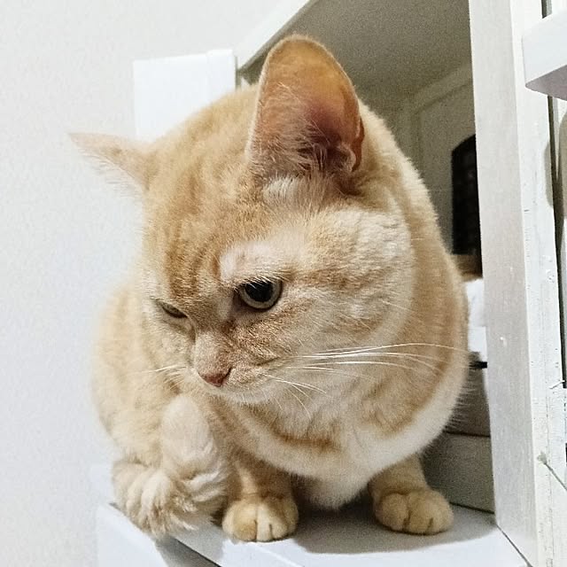 heart.emiemi57.whiteさんの実例写真