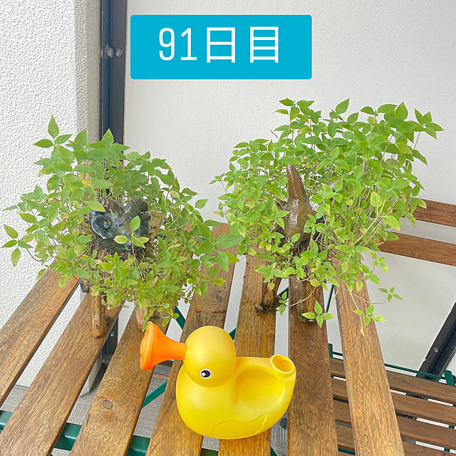 aureaさんの実例写真