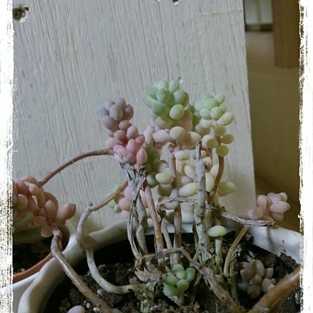 szk19さんの実例写真