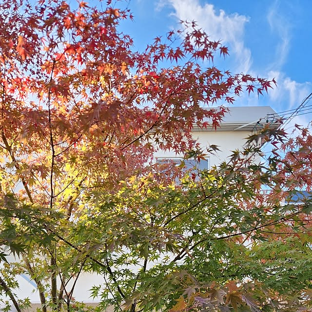 gon_hausさんの実例写真