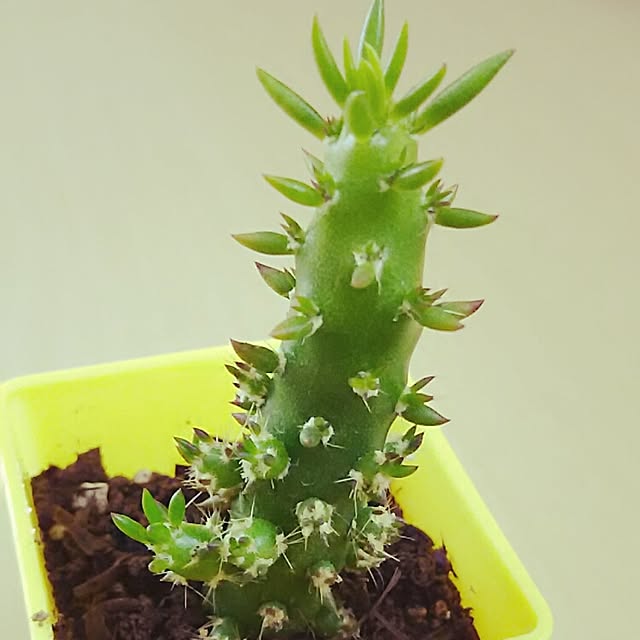 beeさんの実例写真