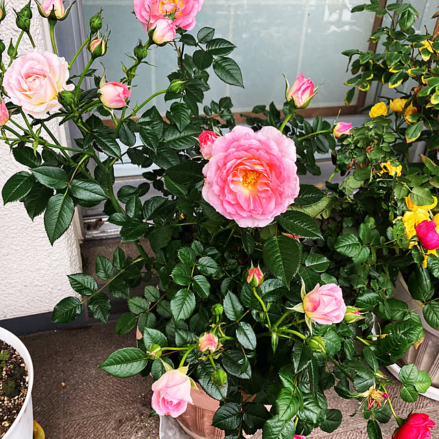 yuko.sgt0726さんの実例写真