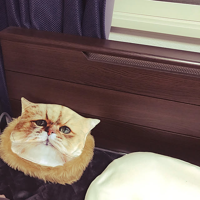 nekoiさんの実例写真