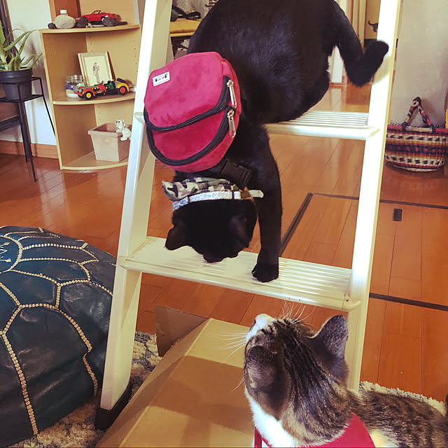 jijiさんの実例写真