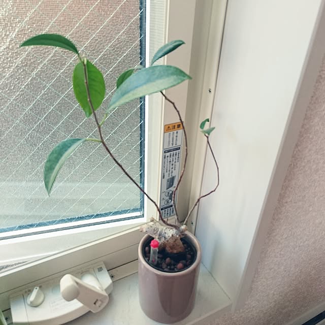 Hitomiさんの実例写真