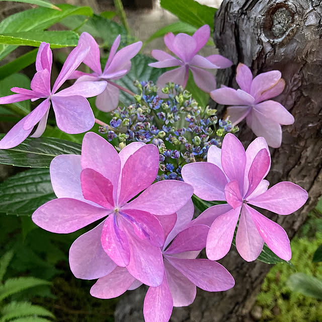 mamaさんの実例写真