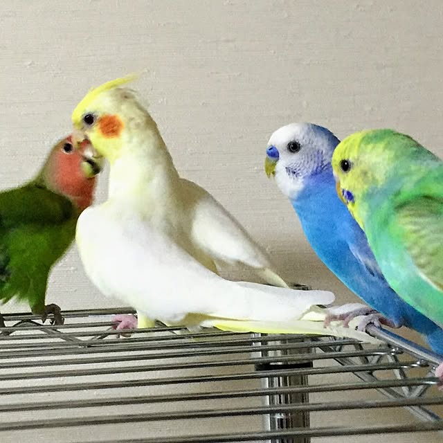 toratanさんの実例写真