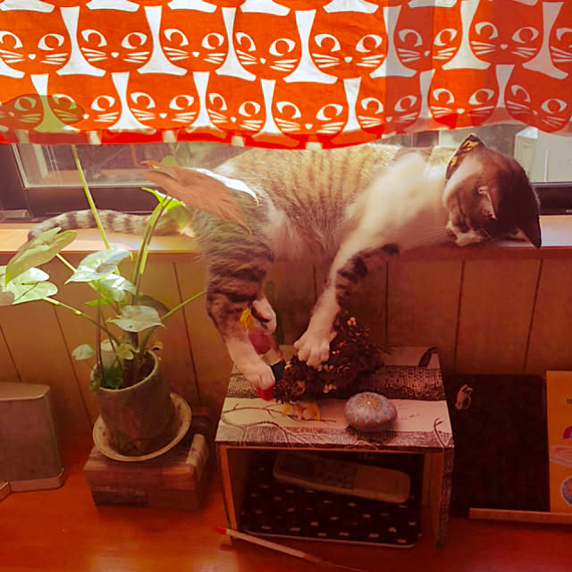 jijiさんの実例写真