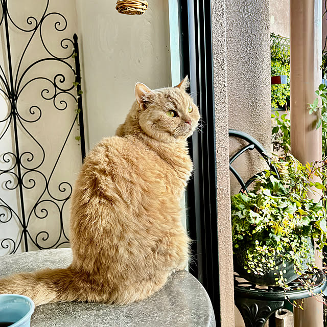 naokoさんの実例写真