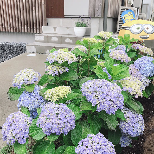 kossyさんの実例写真