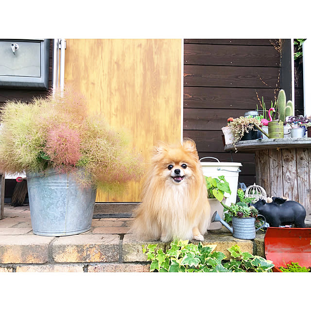 naho81078さんの実例写真