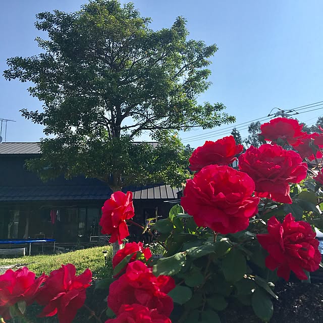kozakura10さんの実例写真