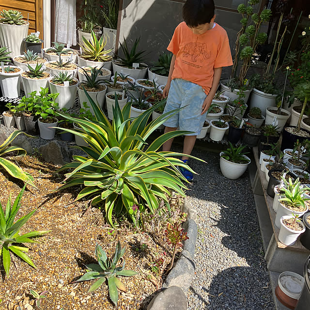 koshiregutyoさんの部屋