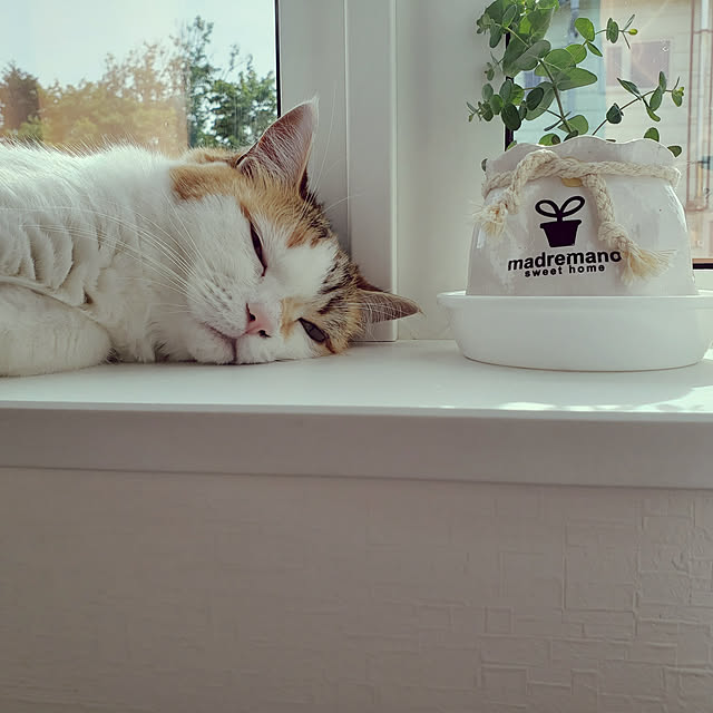 megu.catさんの実例写真