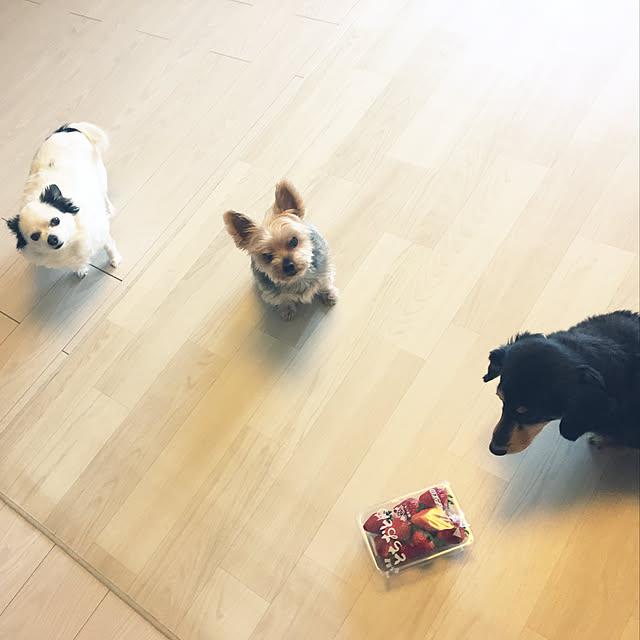 ohanaさんの実例写真