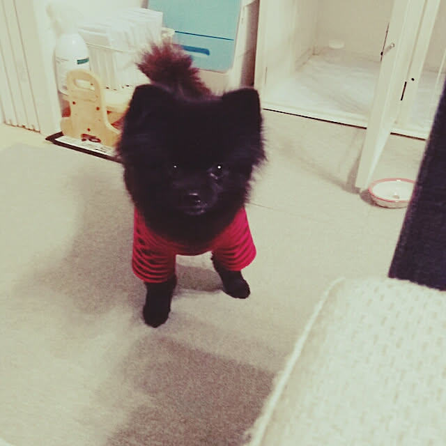 実例写真