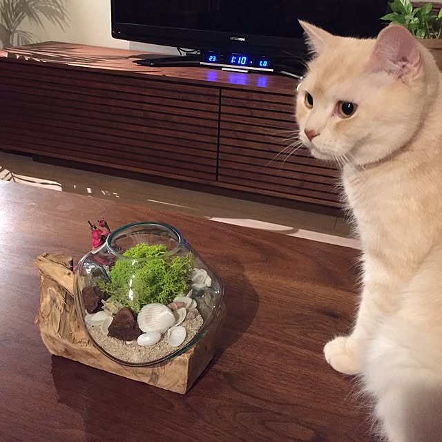 y.k.0123さんの実例写真