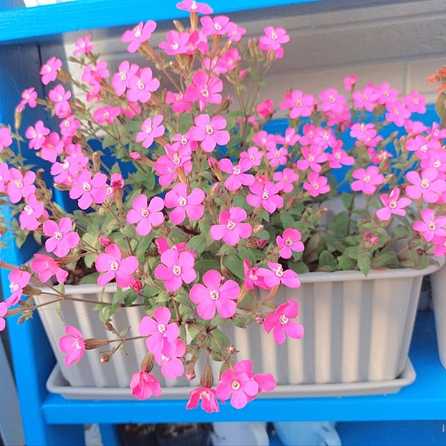 Miyumamaさんの部屋