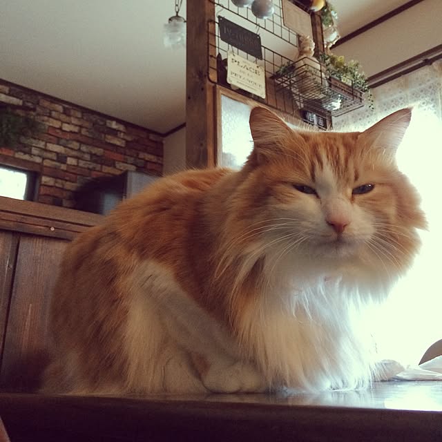 annさんの実例写真