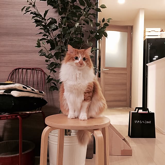 Reikoさんの実例写真