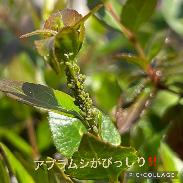 yukarin-gardenさんの部屋