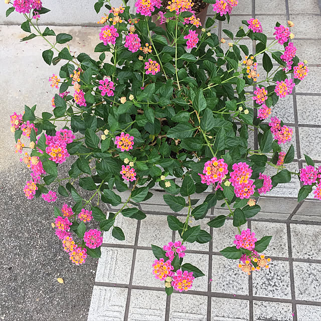 Kumikoさんの実例写真