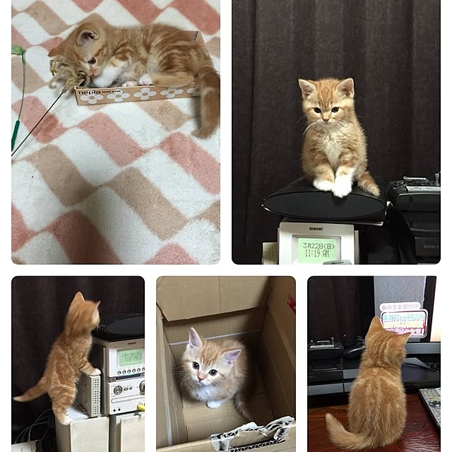 toramamaさんの実例写真