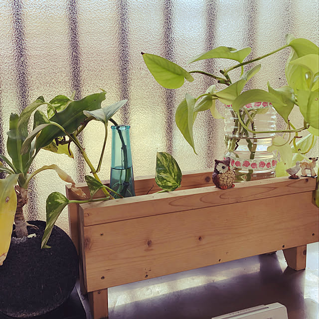 キッチン/DIY/ダイソー/観葉植物のインテリア実例 - 2019-02-07 15:14:11