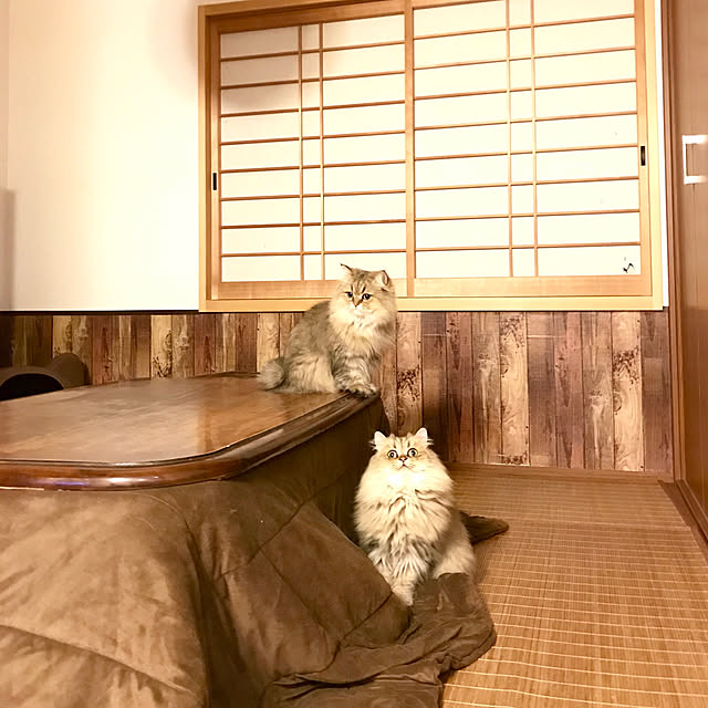 butachanさんの実例写真