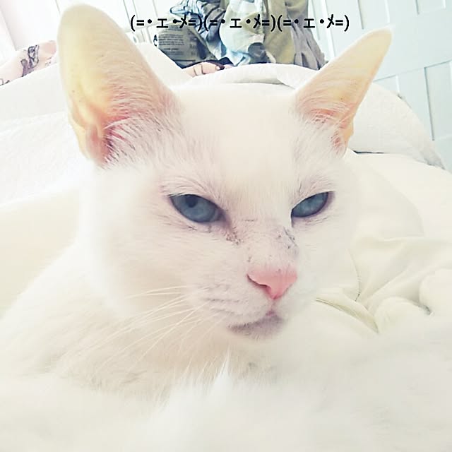 sakuraさんの実例写真