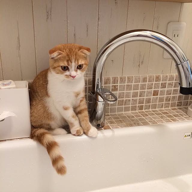 tomasさんの実例写真