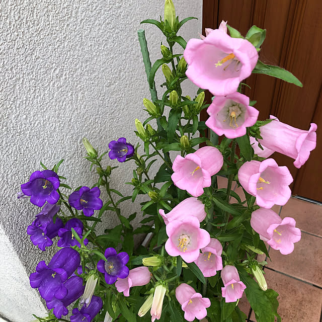 fumikoiさんの部屋