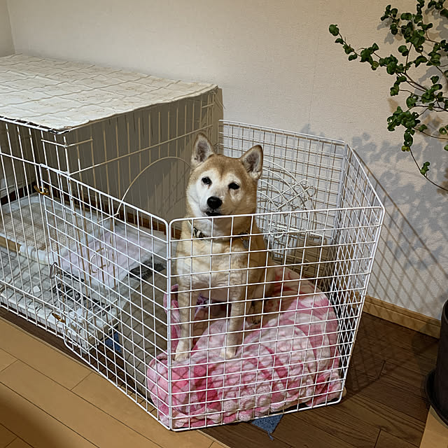 shizu2380さんの実例写真