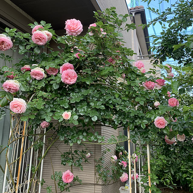 noinoi99さんの実例写真